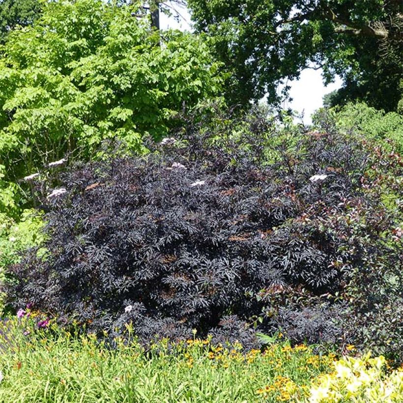 Saúco negro Black Lace - Sambucus nigra (Porte)