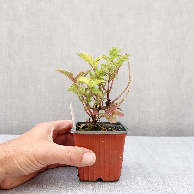 Saúco negro Serenade - Sambucus nigra Maceta de 8/9 cm Ejemplar entregado en la primavera