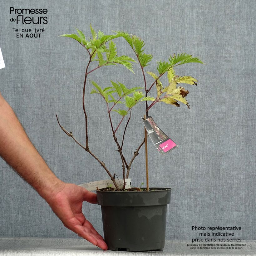 Ejemplar de Saúco negro Serenade - Sambucus nigra Maceta 3L/4L entregado en verano