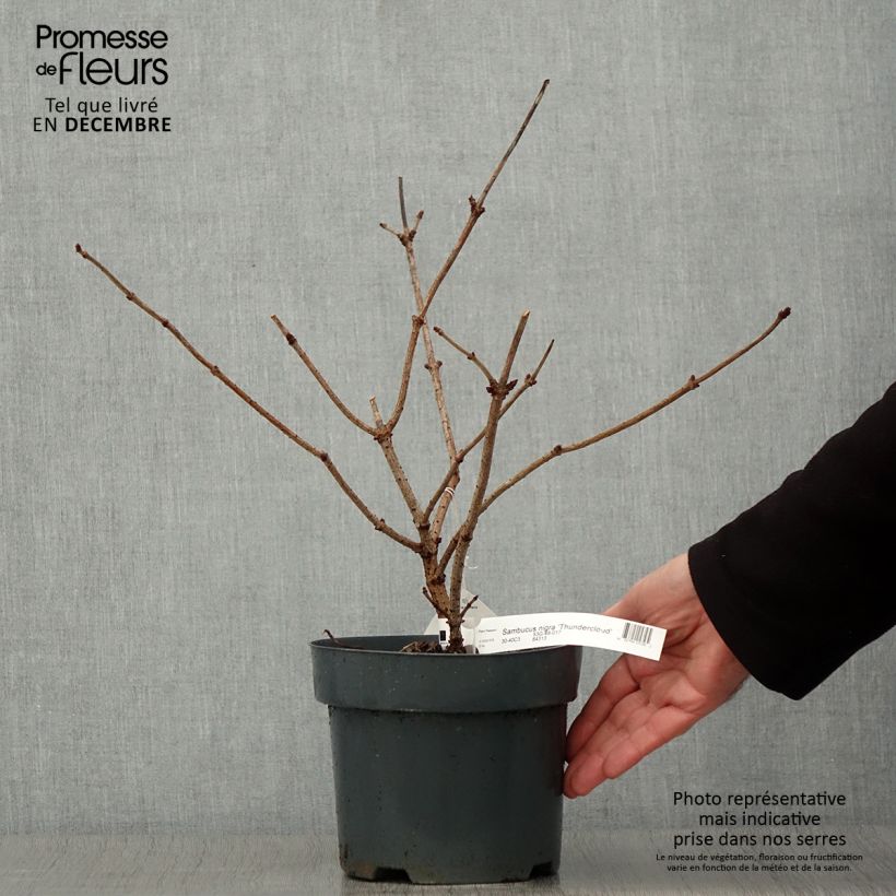 Ejemplar de Saúco negro Thundercloud - Sambucus nigra Maceta 3L/4L entregado en otoño