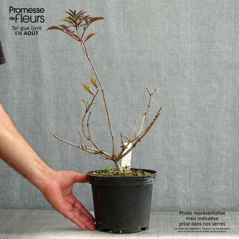 Ejemplar de Saúco negro Thundercloud - Sambucus nigra Maceta 3L/4LAltura de entrega aprox. 30/40cm entregado en verano