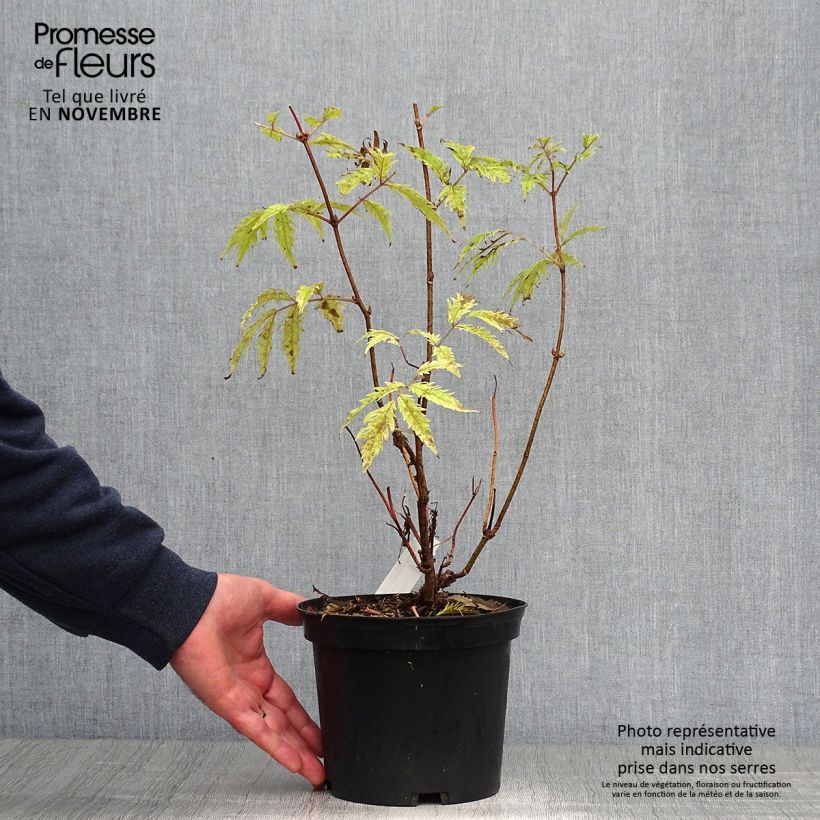 Ejemplar de Saúco rojo Plumosa Aurea - Sambucus racemosa Maceta 2L/3L entregado en otoño