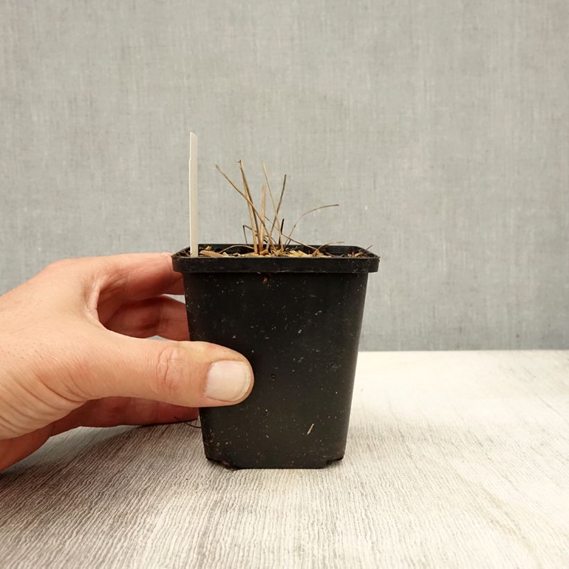 Ejemplar de Sanguisorba officinalis Arnhem Maceta de 8/9 cm entregado en otoño
