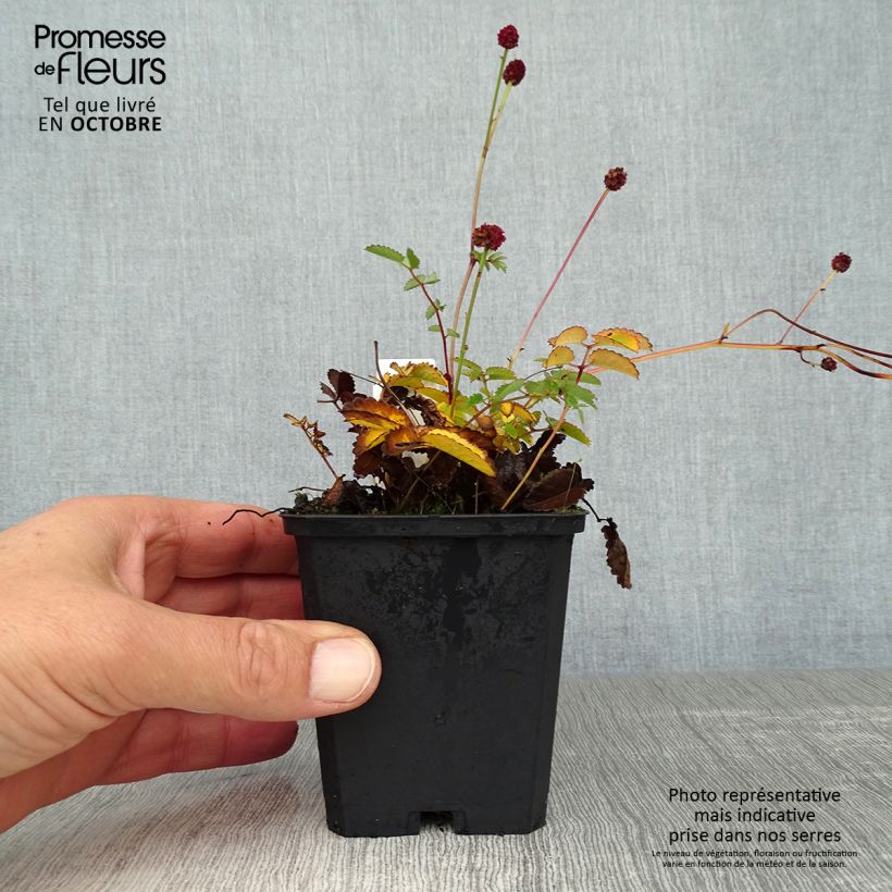 Ejemplar de Sanguisorba officinalis Tanna Maceta de 8/9 cm entregado en otoño