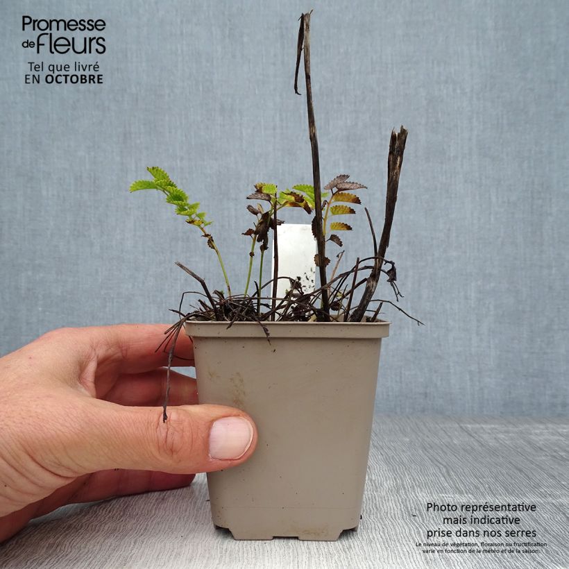 Ejemplar de Sanguisorba Proud Mary Maceta de 8/9 cm entregado en otoño