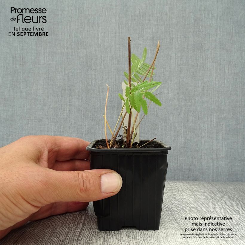Ejemplar de Sanguisorba tenuifolia Pink Elephant Maceta de 8/9 cm entregado en otoño