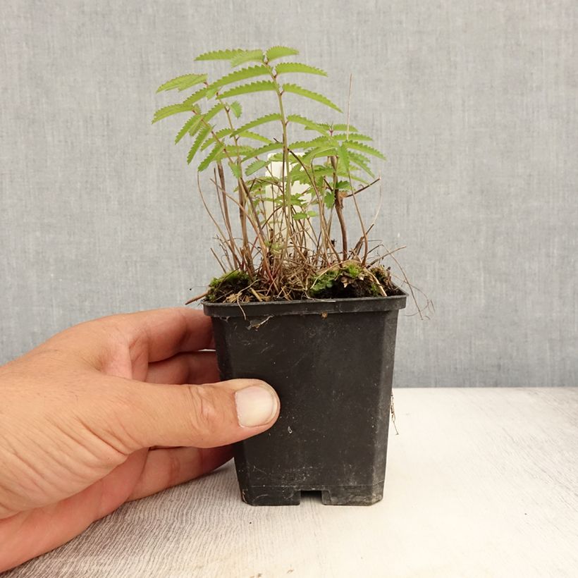 Ejemplar de Sanguisorba tenuifolia var. purpurea Maceta de 8/9 cm entregado en verano