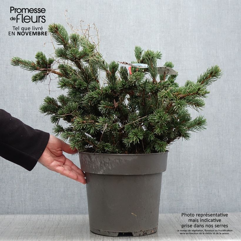Ejemplar de Picea pungens Lucky Strike - Pícea de Colorado Maceta 3L/4L entregado en otoño