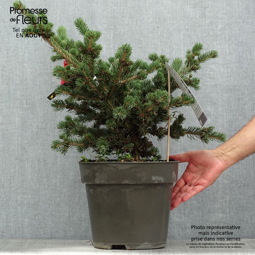 Ejemplar de Picea pungens Lucky Strike - Pícea de Colorado Maceta 3L/4LAltura de entrega aprox. 25/30cm entregado en verano