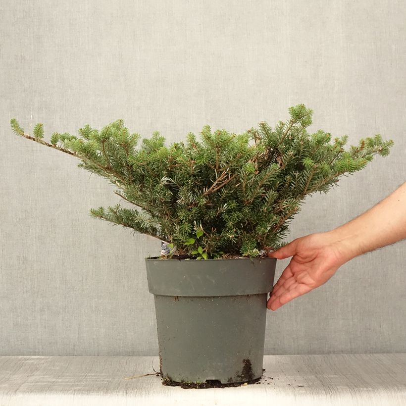 Ejemplar de Abies koreana Green Carpet - Abeto de Corea Maceta 3L/4L entregado en verano