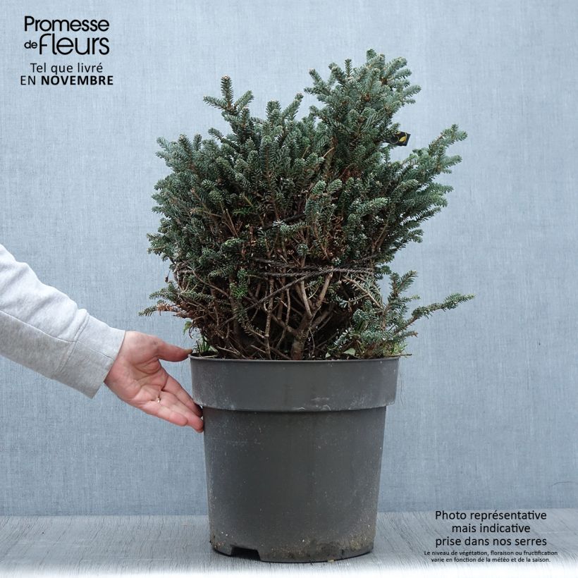Ejemplar de Abies koreana Oberon - Abeto de Corea Pieza entregado en otoño