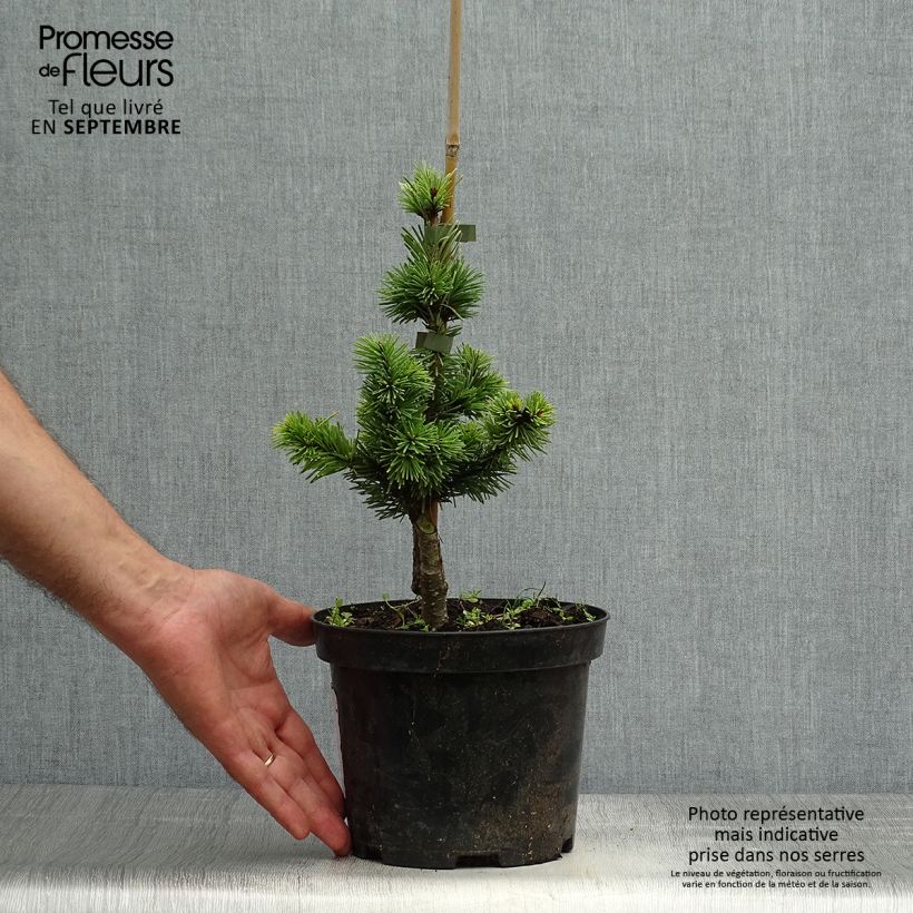 Ejemplar de Pseudotsuga menziesii Pannenhoef - Pino de Oregón Maceta 3L/4LAltura de entrega aprox. 20/30cm entregado en otoño