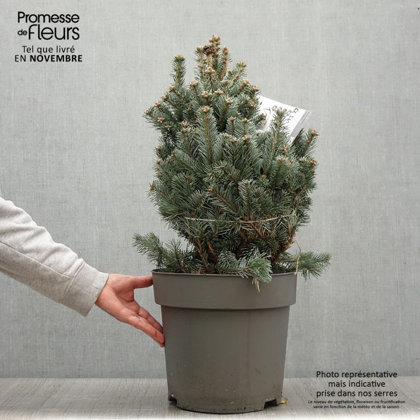 Ejemplar de Abies lasiocarpa var. arizonica Compacta Maceta 2L/3L entregado en otoño