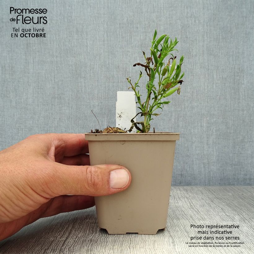 Ejemplar de Saponaria Max Frei - Saponaria Maceta de 8/9 cm entregado en otoño