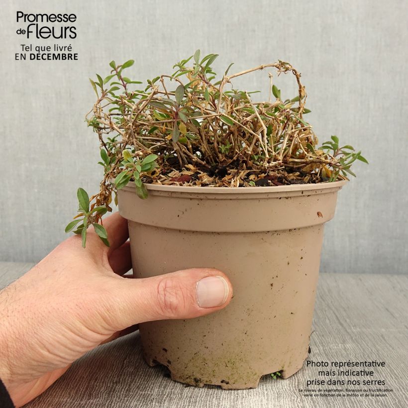 Ejemplar de Saponaria ocymoides - Jabonera rocosa Maceta 2L/3L entregado en otoño