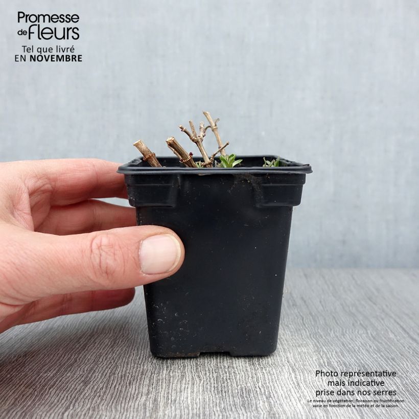 Ejemplar de Saponaria officinalis - Saponaria Maceta de 7/8 cm entregado en otoño