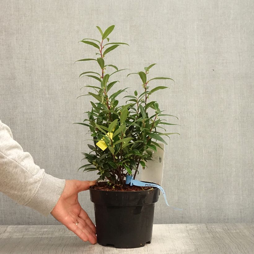 Ejemplar de Sarcococca hookeriana var. digyna Purple Gem Maceta 3L/4L entregado en otoño