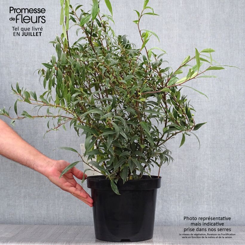 Ejemplar de Sarcococca hookeriana var. digyna Purple Stem Maceta 7,5L/10LAltura de entrega aprox. 40/50cm entregado en verano