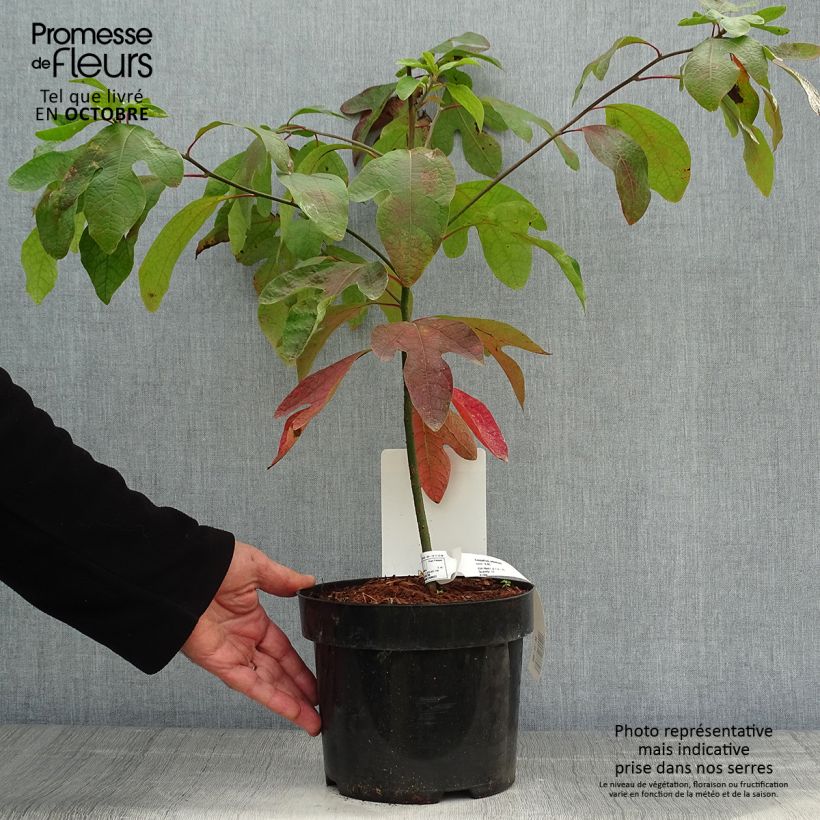 Ejemplar de Sassafras albidum - Árbol del Sasafrás Maceta 3L/4L entregado en otoño