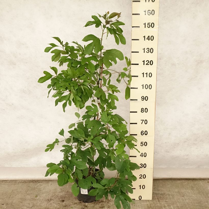 Ejemplar de Sassafras albidum - Árbol del Sasafrás Maceta 7,5L/10LAltura de entrega aprox. 60/80cmcm entregado en verano