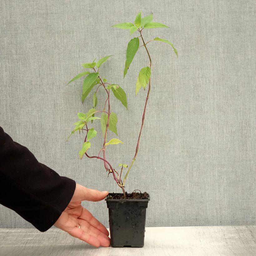 Ejemplar de Salvia piña Ananas Maceta de 7/8 cm entregado en otoño