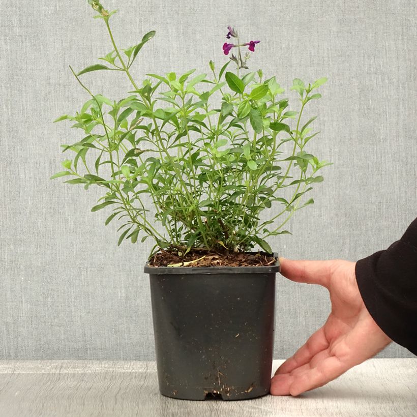 Ejemplar de Salvia greggii Amethyst Lips - Salvia de otoño Maceta 2L/3L entregado en otoño
