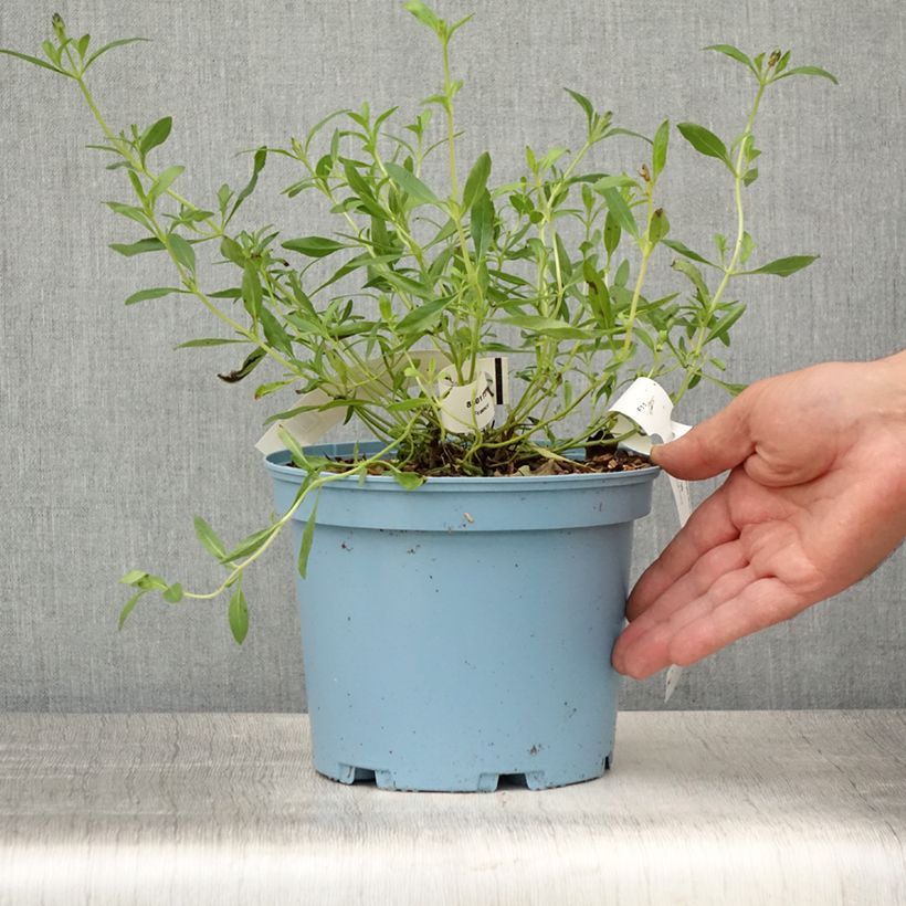 Ejemplar de Salvia microphylla Blue Note - Salvia Rosa Maceta 2L/3L entregado en verano