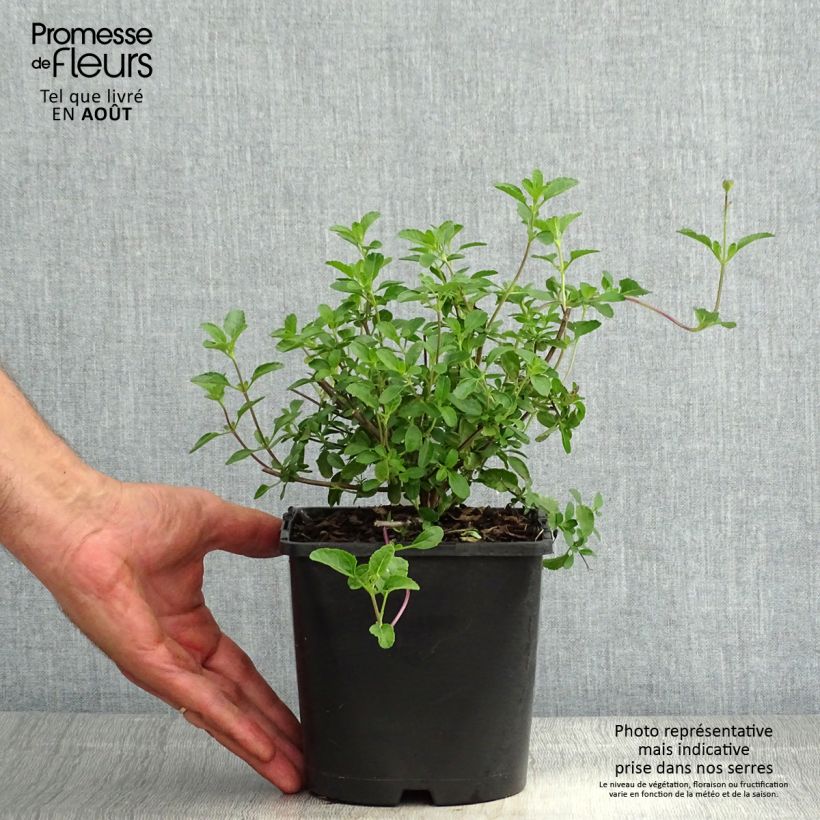 Ejemplar de Salvia microphylla Gletsjer - Salvia rosa Maceta 2L/3L entregado en verano