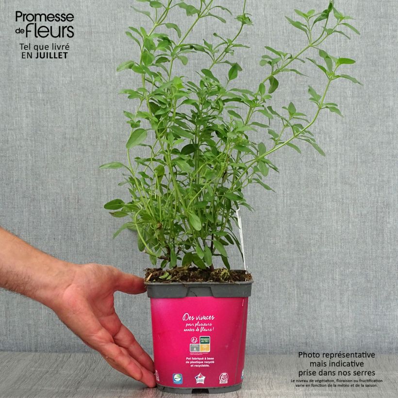 Ejemplar de Salvia greggii Icing Sugar - Salvia de otoño Maceta 2L/3L entregado en verano