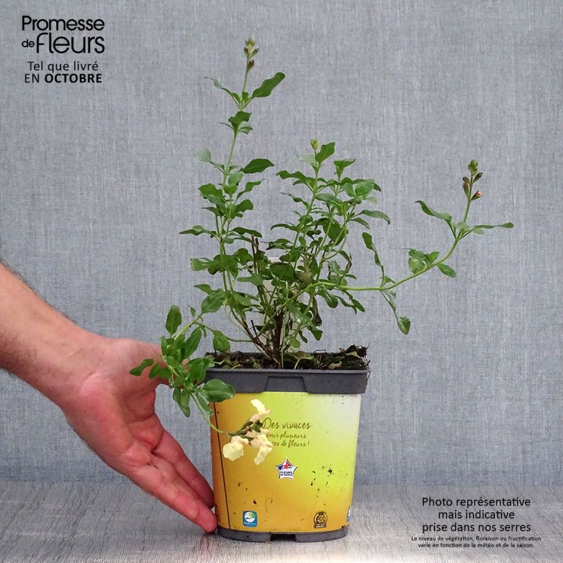 Ejemplar de Salvia jamensis Melen Maceta 2L/3L entregado en otoño