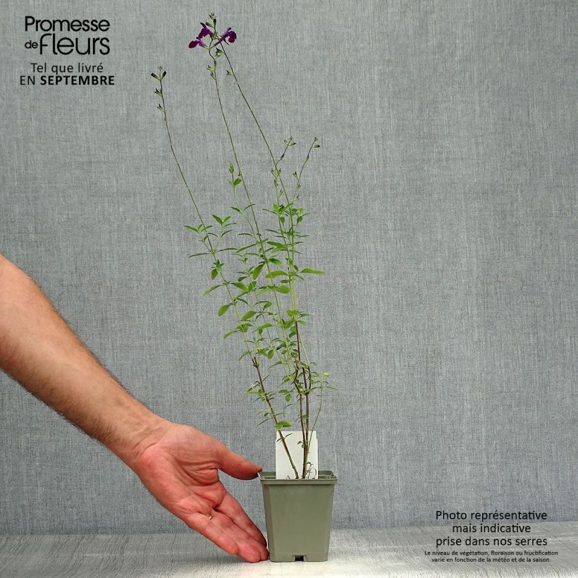 Ejemplar de Salvia microphylla Nachtvlinder - Salvia rosa Maceta de 8/9 cm entregado en otoño