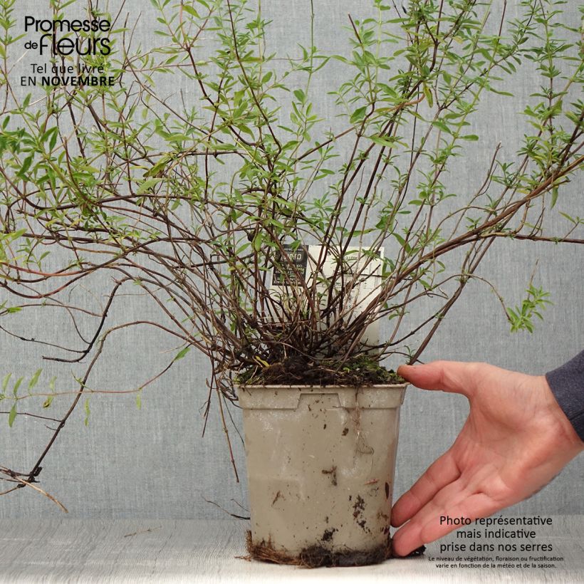 Ejemplar de Salvia microphylla Nachtvlinder - Salvia rosa Maceta 2L/3L entregado en otoño