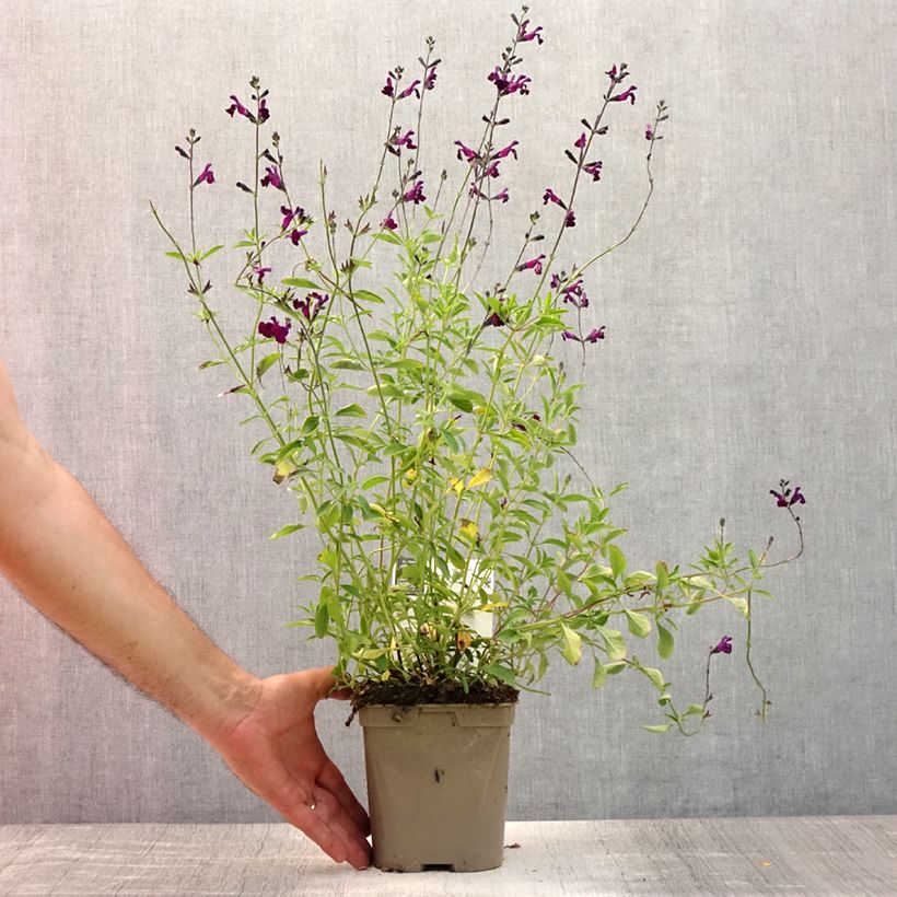 Ejemplar de Salvia microphylla Nachtvlinder - Salvia rosa Maceta 2L/3L entregado en verano