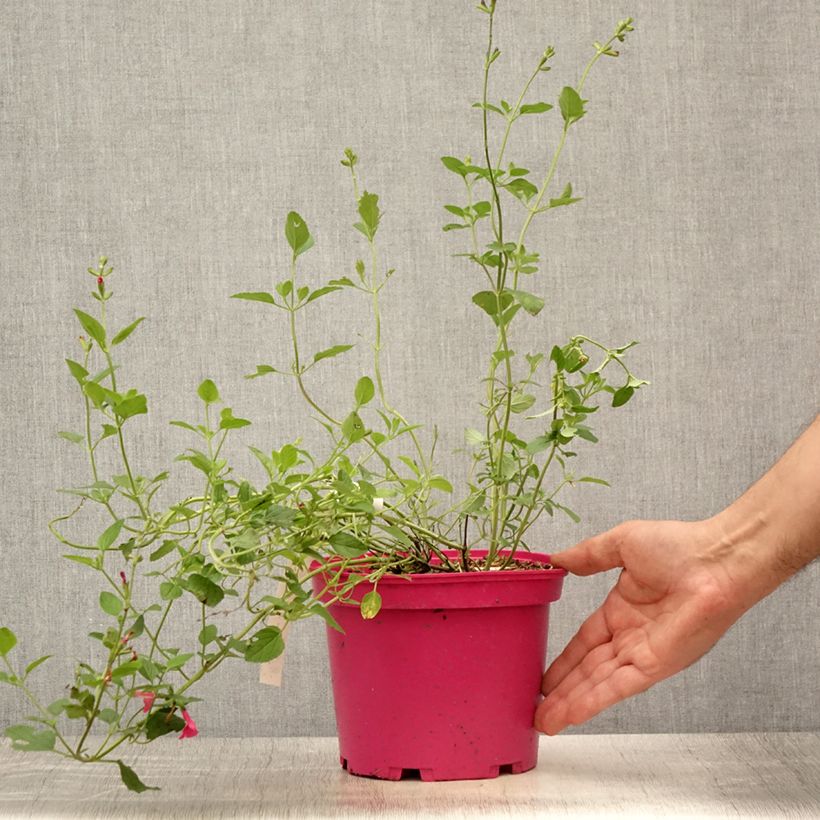 Ejemplar de Salvia microphylla Pink Lips - Salvia rosa Maceta 2L/3L entregado en verano