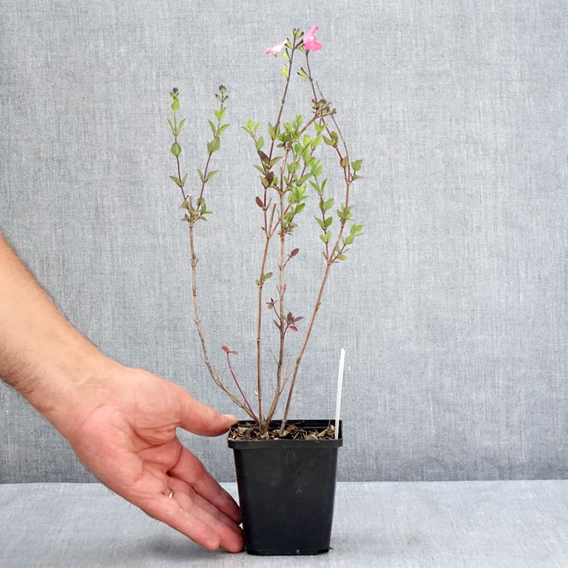 Ejemplar de Salvia microphylla Pink Lips - Salvia rosa Maceta de 8/9 cm entregado en verano