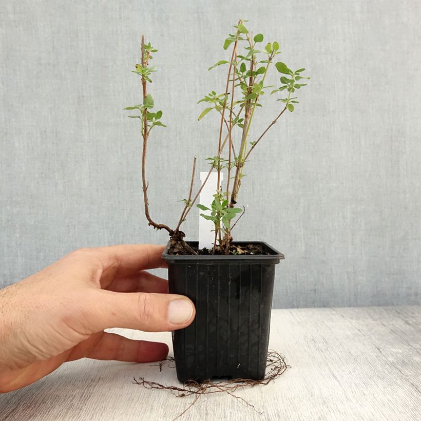 Ejemplar de Salvia jamensis Reve Rouge Maceta de 8/9 cm entregado en otoño