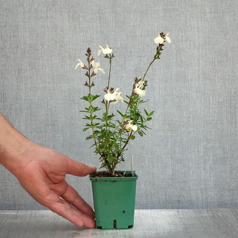 Ejemplar de Salvia greggii Mirage Cream - Salvia de otoño Maceta de 8/9 cmAltura de entrega aprox. 10/15cm entregado en verano