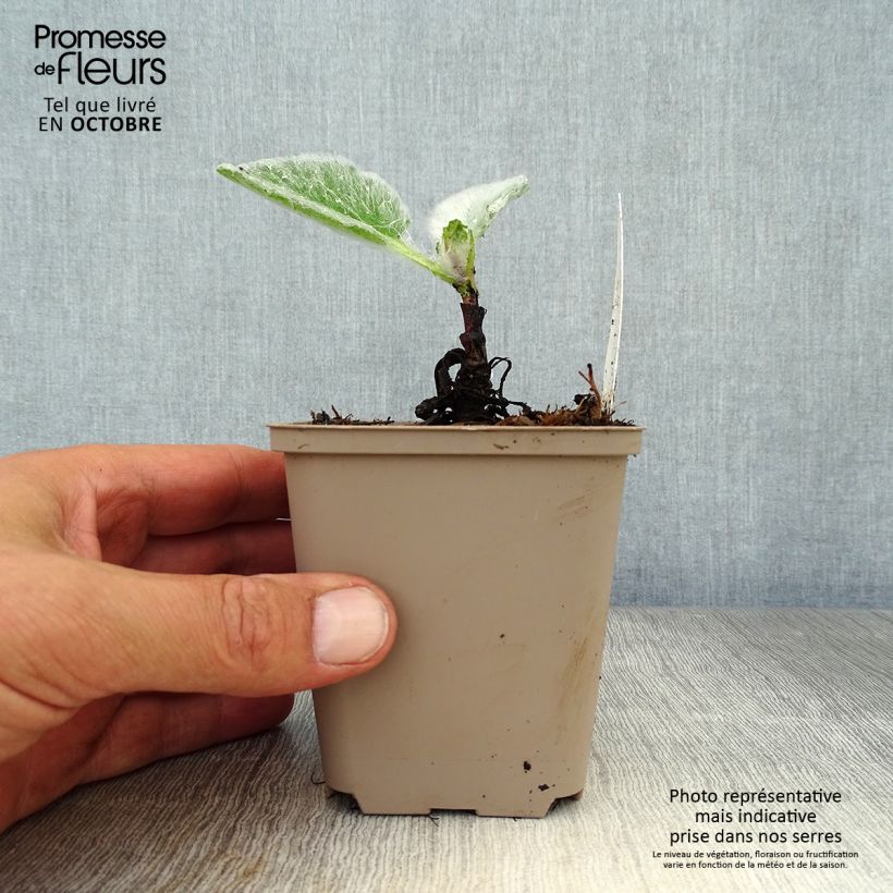 Ejemplar de Salvia argentea - Salvia blanca Maceta de 8/9 cm entregado en otoño