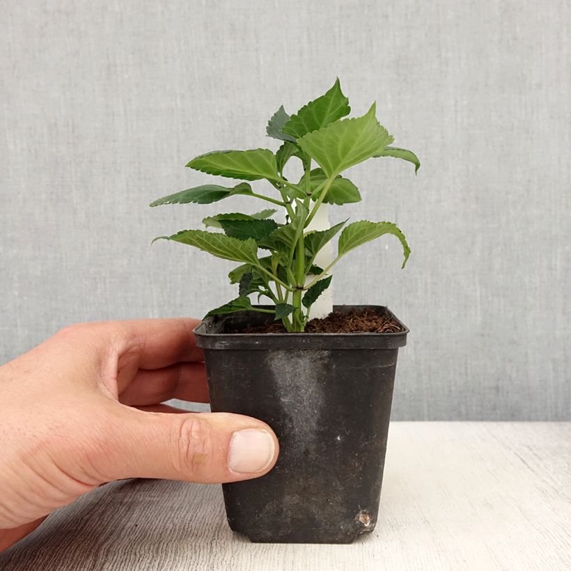 Salvia spendens Gogo Purple - Banderilla Maceta de 10 cm/11 cm Ejemplar entregado en la primavera