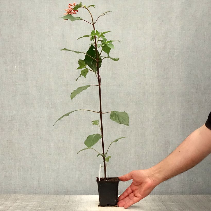 Ejemplar de Salvia hybrida Ember's Wish Maceta de 8/9 cm entregado en verano