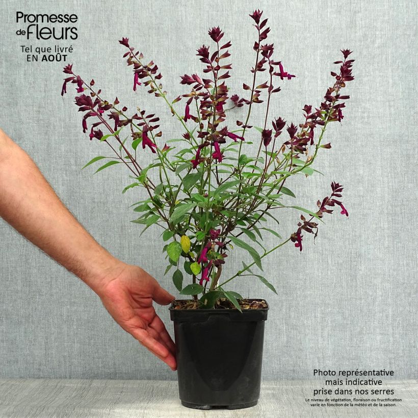 Ejemplar de Salvia buchananii Love and Wishes Maceta 2L/3L entregado en verano