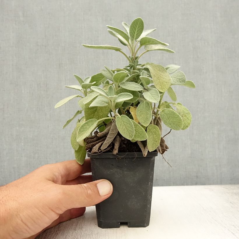 Ejemplar de Salvia real Berggarten Maceta de 8/9 cm entregado en verano