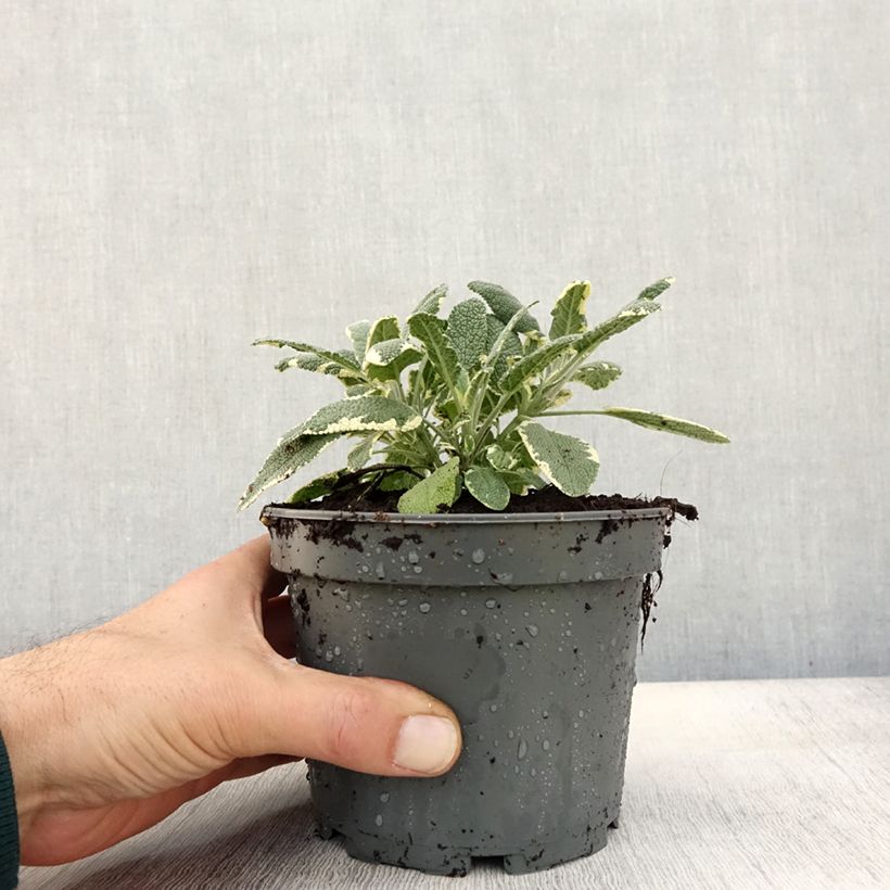 Ejemplar de Salvia real Berggarten Variegated Maceta 1,5L/2L entregado en otoño