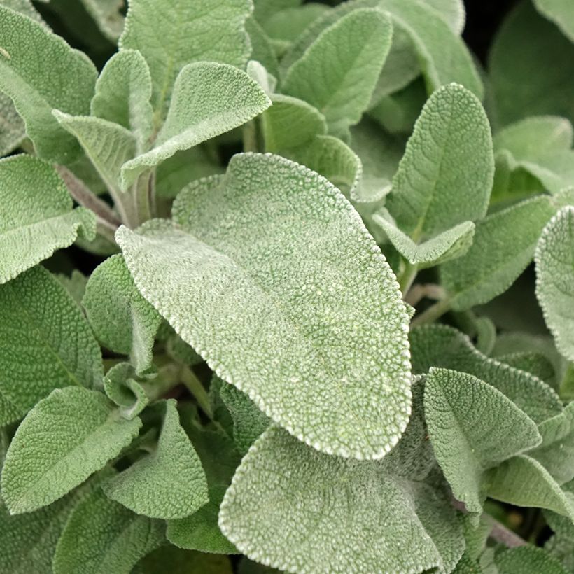 Salvia real Maxima (Follaje)