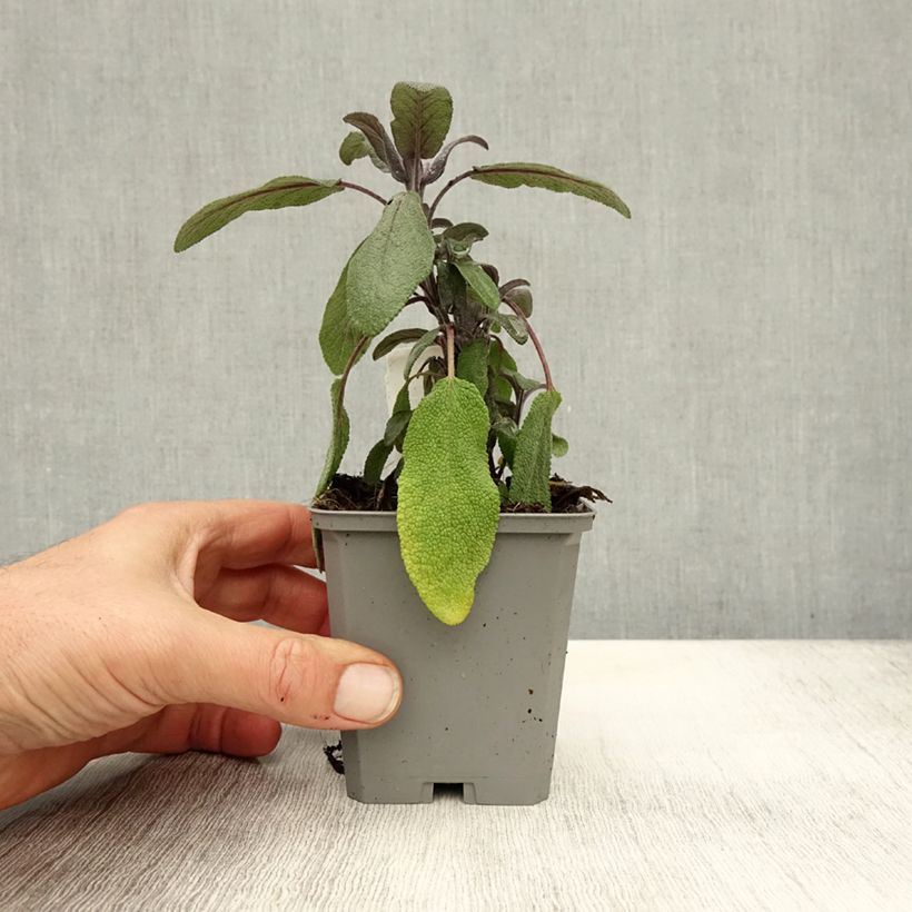 Ejemplar de Salvia real Purpurascens Maceta de 7/8 cm entregado en otoño