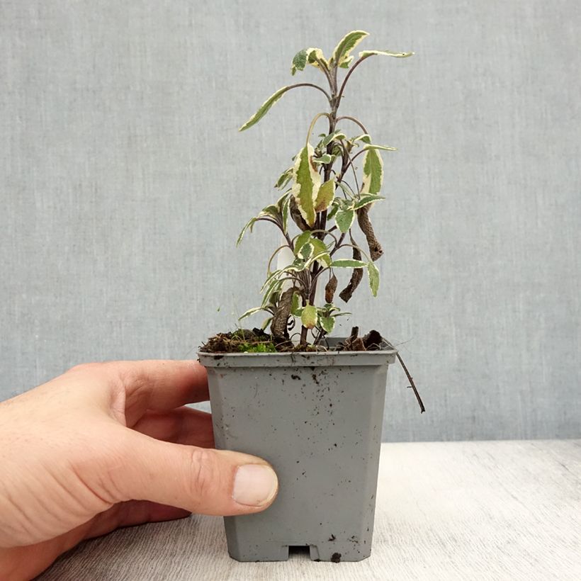 Ejemplar de Salvia real Tricolor Maceta de 7/8 cm entregado en otoño