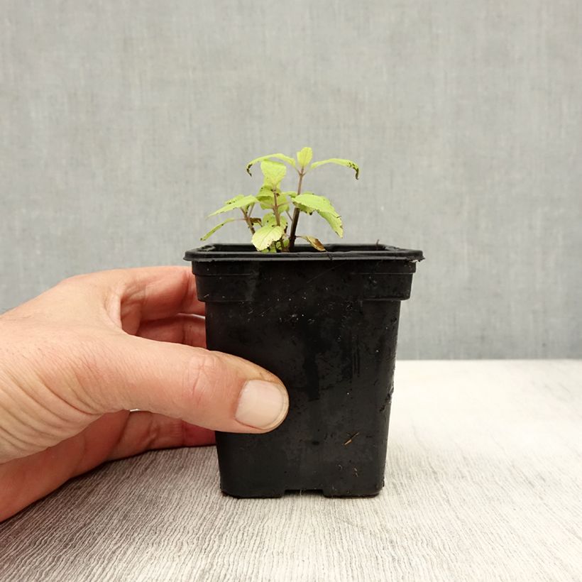 Ejemplar de Salvia piña Golden Delicious Maceta de 7/8 cm entregado en otoño