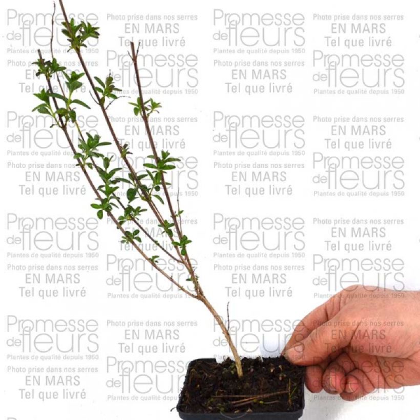 Ejemplo de ejemplar de Salvia jamensis Sierra San Antonio Maceta de 8/9 cmAltura de entrega aprox. 10/15cm tal y como se entrega