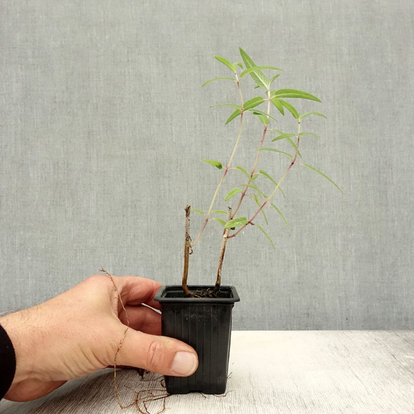 Ejemplar de Salvia leucantha - Salvia rabo de gato Maceta de 7/8 cm entregado en otoño