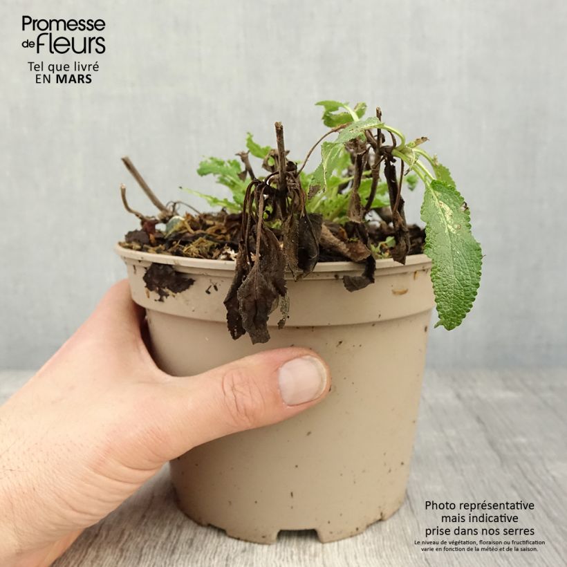 Salvia nemorosa Amethyst Maceta 2L/3L Ejemplar entregado en la primavera